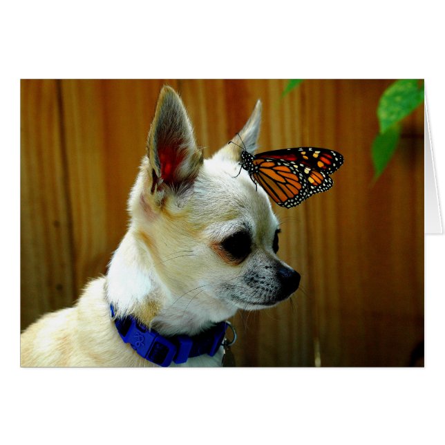 Tito and the monarch card (Front Horizontal)