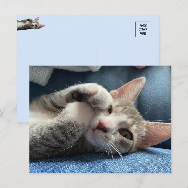 Tito Bandito The Cutest Kitten / Cat Postcard (Front/Back)