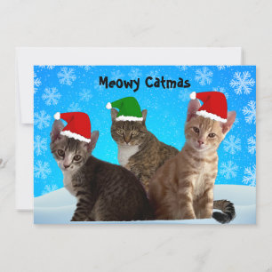 Tito, Taz, and Annie Wishing You A Meowy Christmas Holiday Card