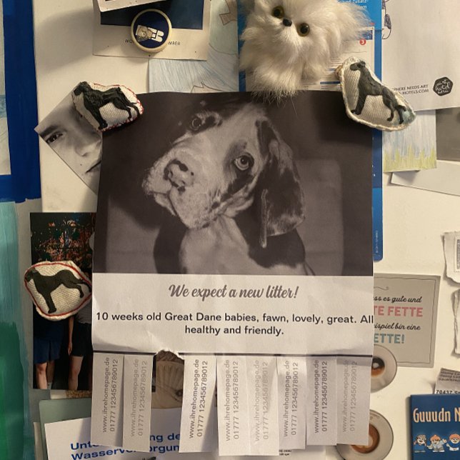 To sell Black White Puppies Flyer (Creator Uploaded)