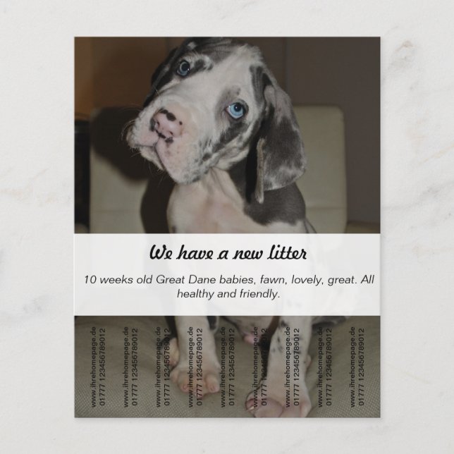To sell Dane Puppies Flyer (Front)