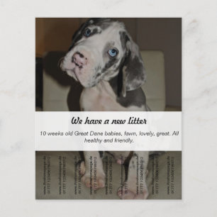 To sell Dane Puppies Flyer