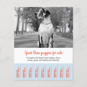 To sell Dane Puppies Flyer