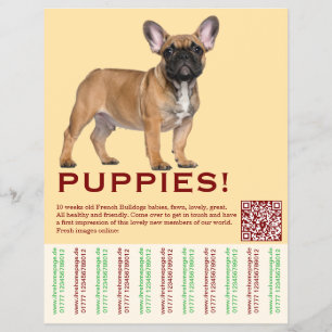 To sell Frenchies Puppy Flyer