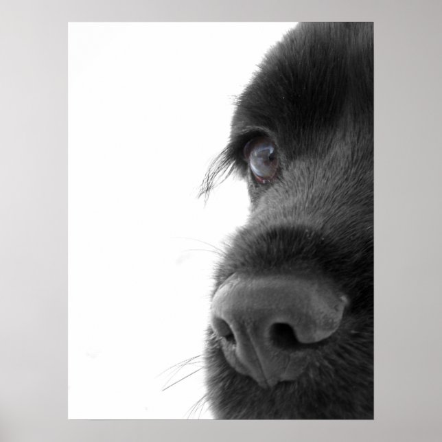 To The Soul - Chocolate Cocker Spaniel Portrait Poster (Front)