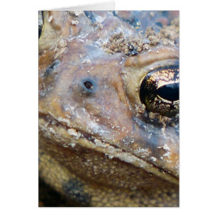 Toad face