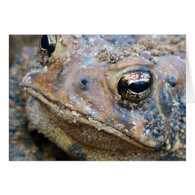 Toad face (Front Horizontal)