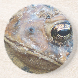 Toad face coaster