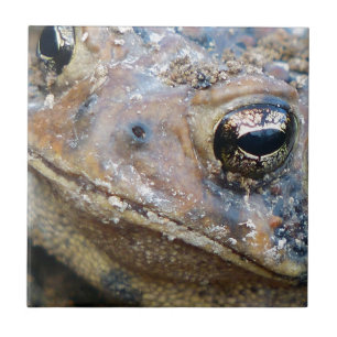Toad face tile