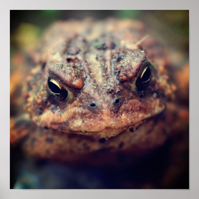 Toad Face Up Close Poster (Front)
