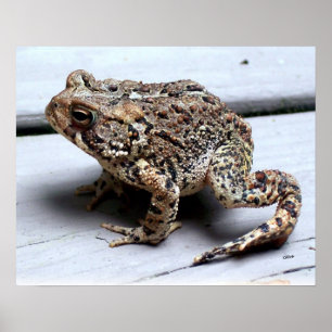 Toad Frog Animal Amphibian Photography Poster