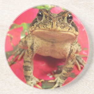 Toad frog standing up against bougainvillea back coaster