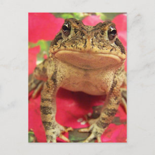 Toad frog standing up against bougainvillea back postcard