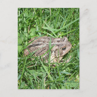 Toad in the Grass Postcard