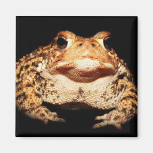 toad magnet