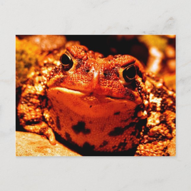Toad Postcard (Front)