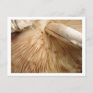 Toad Stool Postcard