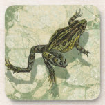 Toad Swinning in the Water Coaster<br><div class="desc">Vision Studio is using the giclée (French for “to spray”) technique in this art piece. It makes it unique and the different shades of green emphasise the peacefulness on this image. Choose this piece of artwork for your next Zazzle product.</div>