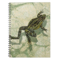 Toad Swinning in the Water
