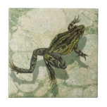 Toad Swinning in the Water Tile<br><div class="desc">Vision Studio is using the giclée (French for “to spray”) technique in this art piece. It makes it unique and the different shades of green emphasise the peacefulness on this image. Choose this piece of artwork for your next Zazzle product.</div>