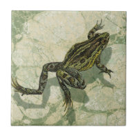 Toad Swinning in the Water