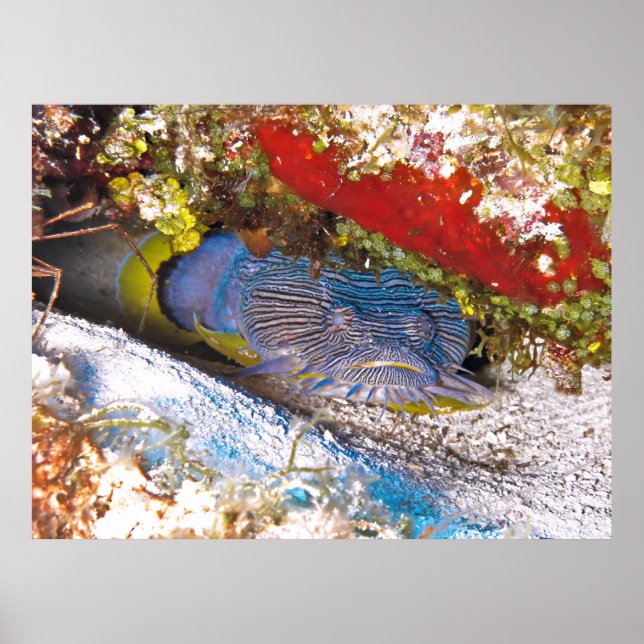 Toadfish in Hiding Poster (Front)