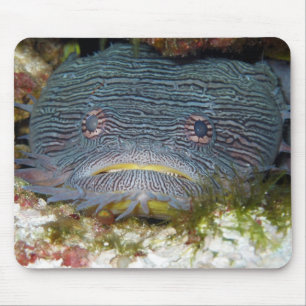 Toadfish Looking At Us Mouse Mat