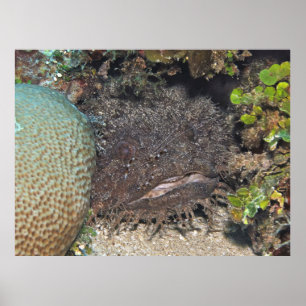Toadfish with Shrimp on its Face Poster