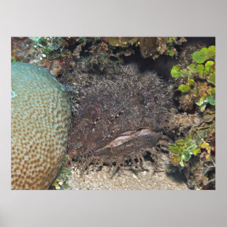 Toadfish with Shrimp on its Face Poster