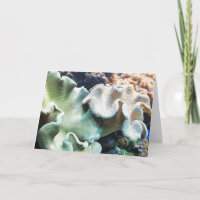 Toadstool leather coral