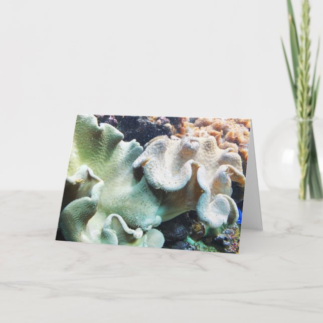 Toadstool leather coral holiday card (Front)