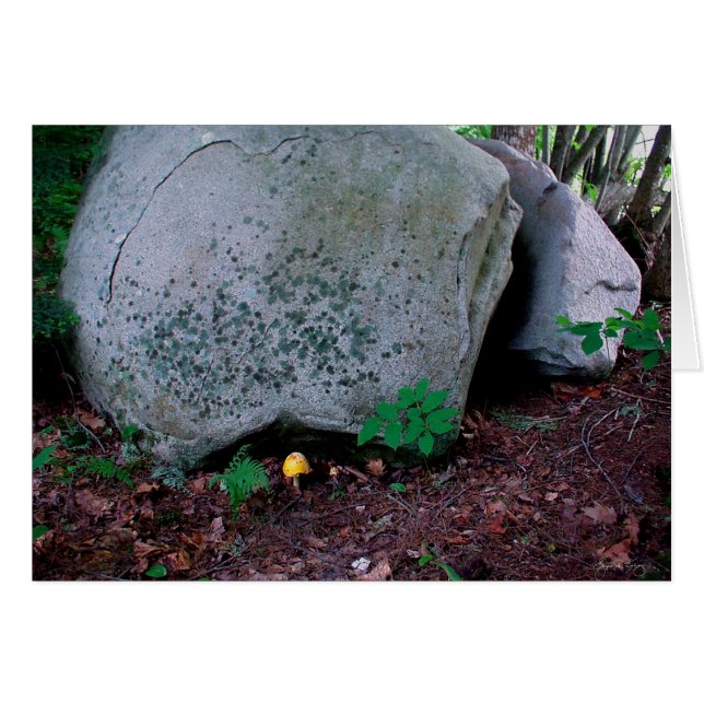 Toadstool Mimics Boulder (Front Horizontal)