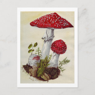 Toadstool Postcard