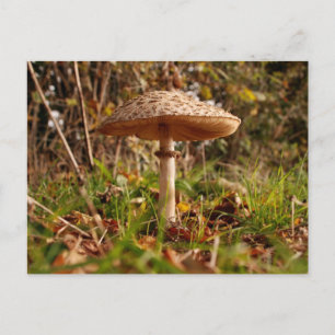 Toadstool Postcard