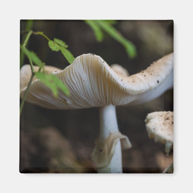 Toadstool Umbrella Magnet (Front)