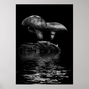 Toadstools On A Trail Reflection No 5 Poster
