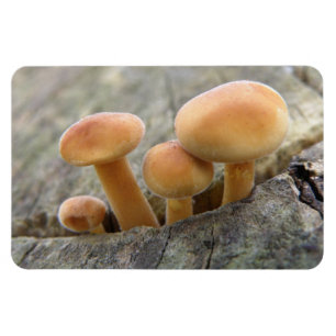 Toadstools on a Tree Trunk Flexi Magnet