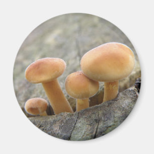 Toadstools on a Tree Trunk Magnet