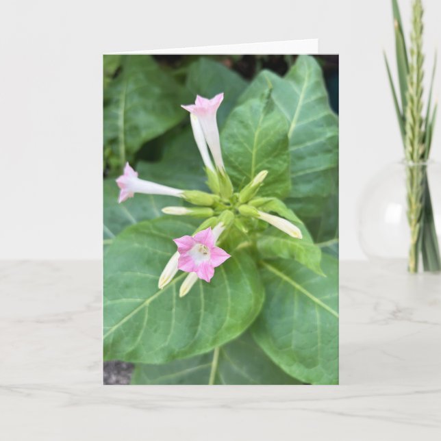 Tobacco Blossoms Card (Front)