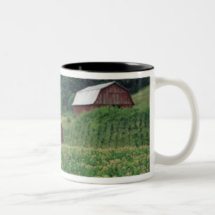 Tobacco crop and pair of red tobacco barns near Two-Tone coffee mug