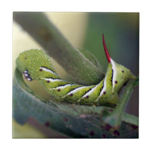 Tobacco Hornworm Caterpillar Ceramic Photo Tile