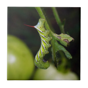 Tobacco Hornworm Caterpillar Ceramic Photo Tile