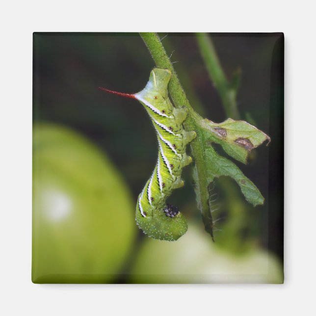Tobacco Hornworm Caterpillar Magnet (Front)