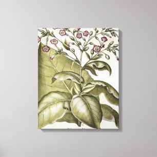 Tobacco plant, from the 'Hortus Eystettensis' by B Canvas Print