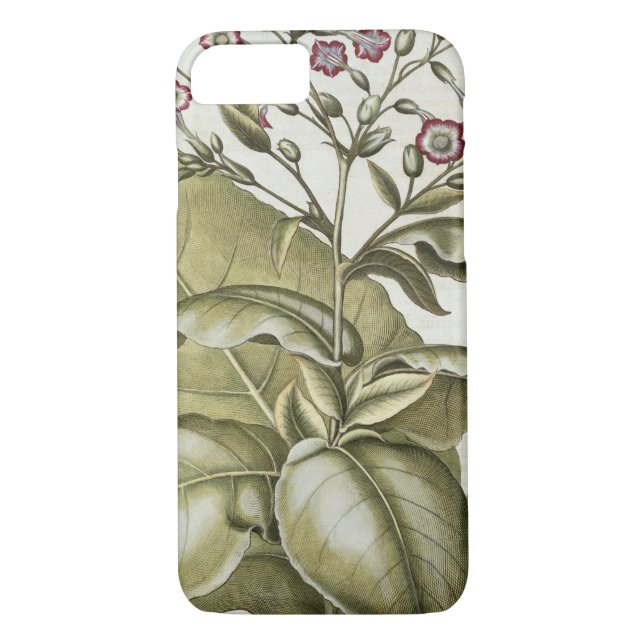 Tobacco plant, from the 'Hortus Eystettensis' by B Case-Mate iPhone Case (Back)