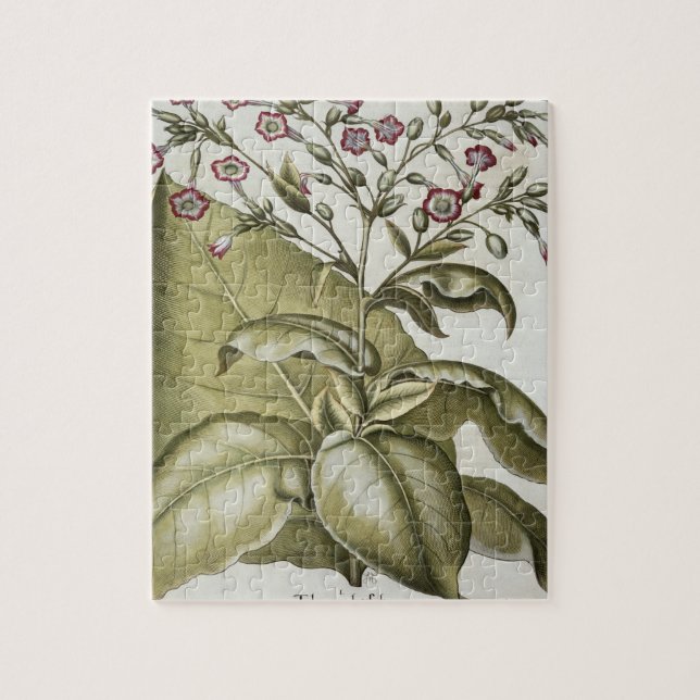 Tobacco plant, from the 'Hortus Eystettensis' by B Jigsaw Puzzle (Vertical)