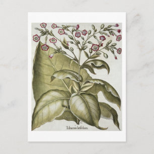 Tobacco plant, from the 'Hortus Eystettensis' by B Postcard