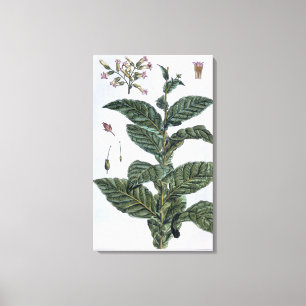 Tobacco plant, plate 7, from 'Collection Precieuse Canvas Print