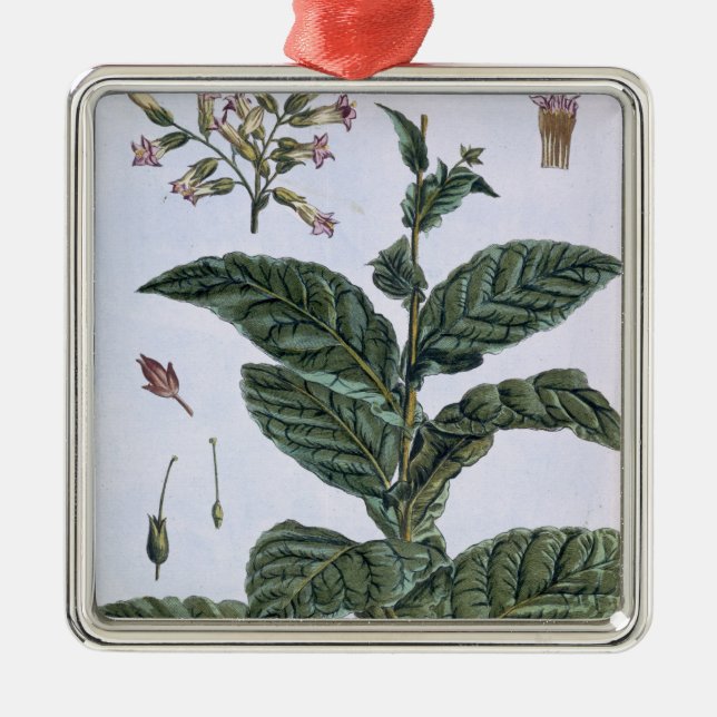 Tobacco plant, plate 7, from 'Collection Precieuse Metal Tree Decoration (Front)