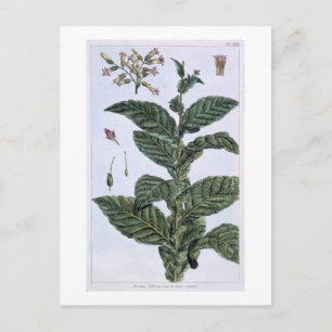 Tobacco plant, plate 7, from 'Collection Precieuse Postcard